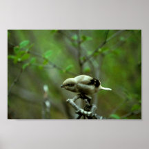 NordShrike Plakate