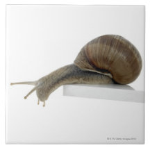Normalsnail Fliesen