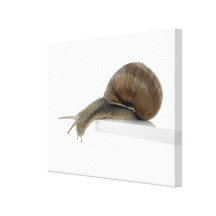 Normalsnail Galerie Faltleinwand