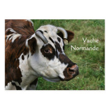 Normandie-Kuh-Visitenkarte