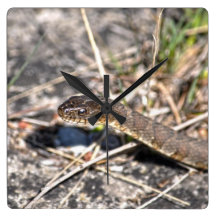 Northern Water Snake Reptile Wildlife Photo Square Wallclocks
