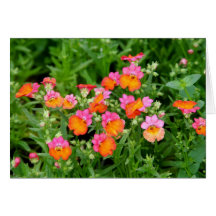 Notecard rosa und orange Blumen Grußkarte