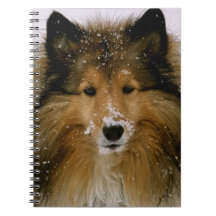 Notizbuch - die Shetlandinseln-Schäferhund im Schn