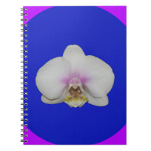 Notizbuch, weiße Orchidee, blauer Kreis, rosa Ordn