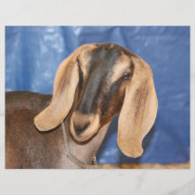 Nubian Damhirschkuhkopf gegen Blau Individuelle Flyer
