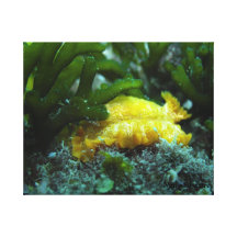 Nudibranch Galerie Falt Leinwand