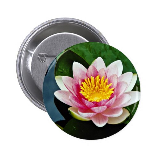 Nymphaeaanziehungskraft, Rot, robuste Wasserlilien Button