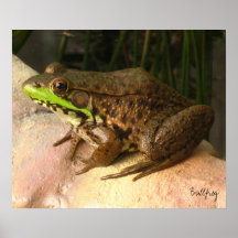 Ochsenfrosch-Plakat (24" x 20")