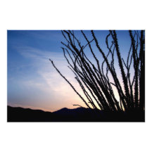 Ocotillo-Nacht Kunstphoto