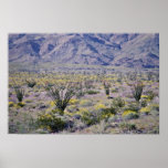 Ocotillo-und Wüsten-Blumen in den Blüten-Blumen Plakatdrucke