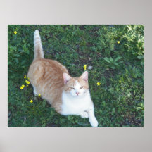 Oh mächtiger Schmetterlings-Jäger Posterdrucke