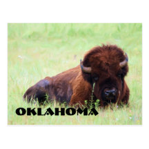 Oklahoma-Bison-Postkarte