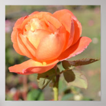 Oktober-Pfirsich-Rosen-Plakat