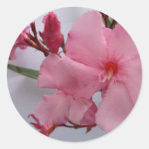 Oleander Blüten rosa Aufkleber