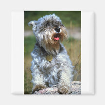 Olga, """" Schnauzer Kühlschrankmagnet