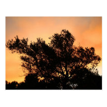Olivenbaum-Silhouette am Sonnenuntergang Postkarte