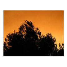 Olivenbaum-Silhouette am Sonnenuntergang Postkarte
