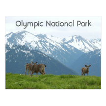 Olympische Nationalpark-Postkarte