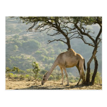 Oman, Dhofar Region, Salalah. Kamel in Postkarten