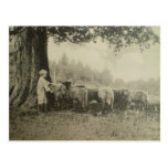 Onkel Bart und das Schaf Postkarte