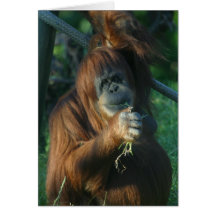 Orang-Utan Grußkarte