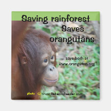 Orang-Utan Lebensraum-Magnet
