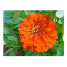 Orange Blume Postkarten