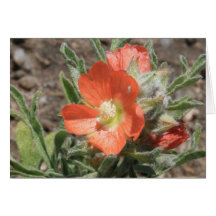 Orange Blumen-Karte