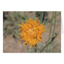 Orange Blumen-Karte