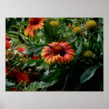 Orange Blüte Poster