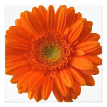 Orange Gänseblümchen-Einladungen