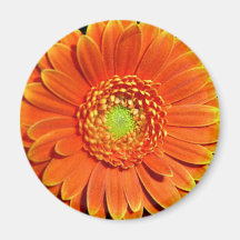 Orange Gelb-Gänseblümchen-Blumen-Magnet