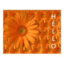Orange Gerber Gänseblümchen Postkarte