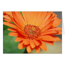 Orange Gerbera-Gänseblümchen Grußkarten