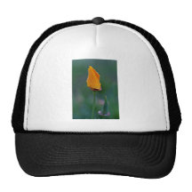 Orange Kalifornien-Mohnblume, geschlossene Blumen Retromütze