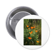 Orange Kalifornien-Mohnblumen Anstecknadelbuttons