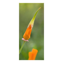 Orange Kalifornien-Mohnblumen-Knospe Individuelle Ankündigungen