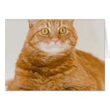 Orange Katze Karte