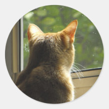 Orange Katzen-Aufkleber
