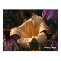 Orange Lilie u. lila Kegel-Blumen, orange Lilly Postkarten