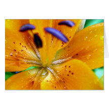 Orange Lilly Blumen-Nahaufnahme Grußkarten