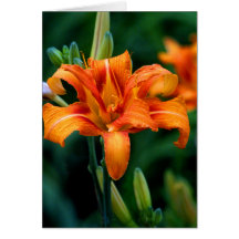 Orange Lilly Karten