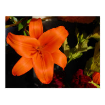 Orange Lilly Postkarte