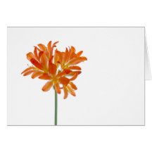 Orange lilys karten