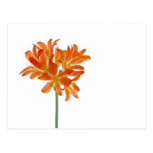 Orange lilys postkarten