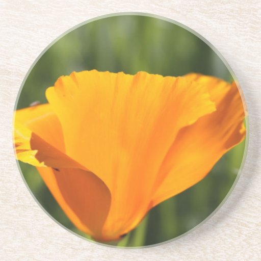Orange Mohnblume Untersatz
