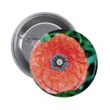 Orange Mohnblumen-Blumen Buttons