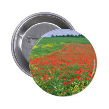 Orange Mohnblumen, Cevennes, Frankreich-Blumen Buttons