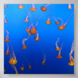 Orange Quallen-Plakat