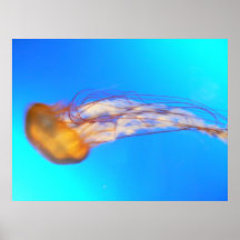Orange Quallen Plakat